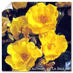 Roseira 'Golden Nugget'
